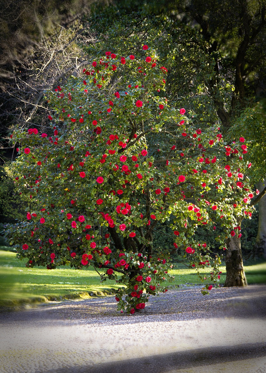 plant flowers nature free photo