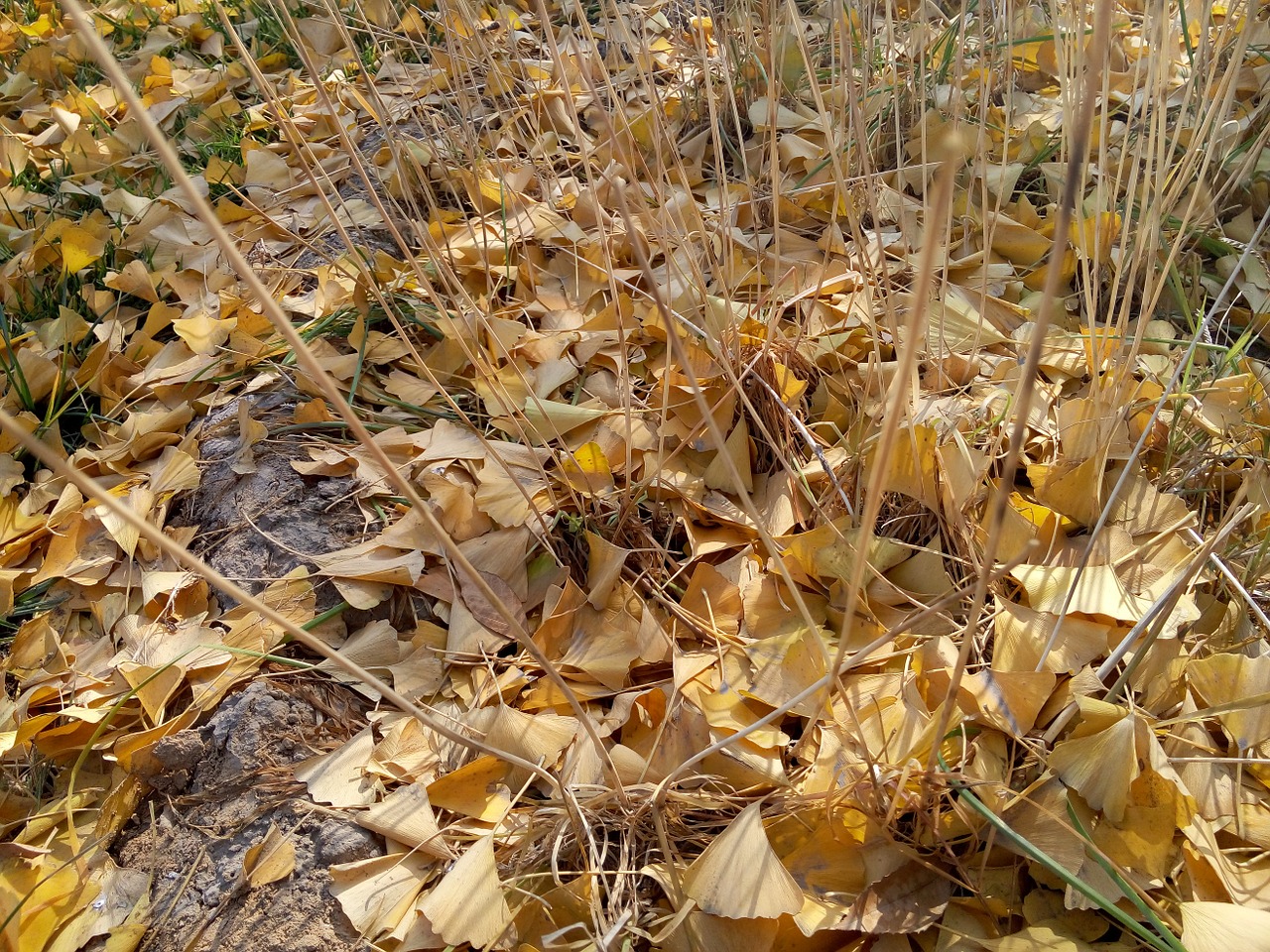 plant yellow leaf free photo