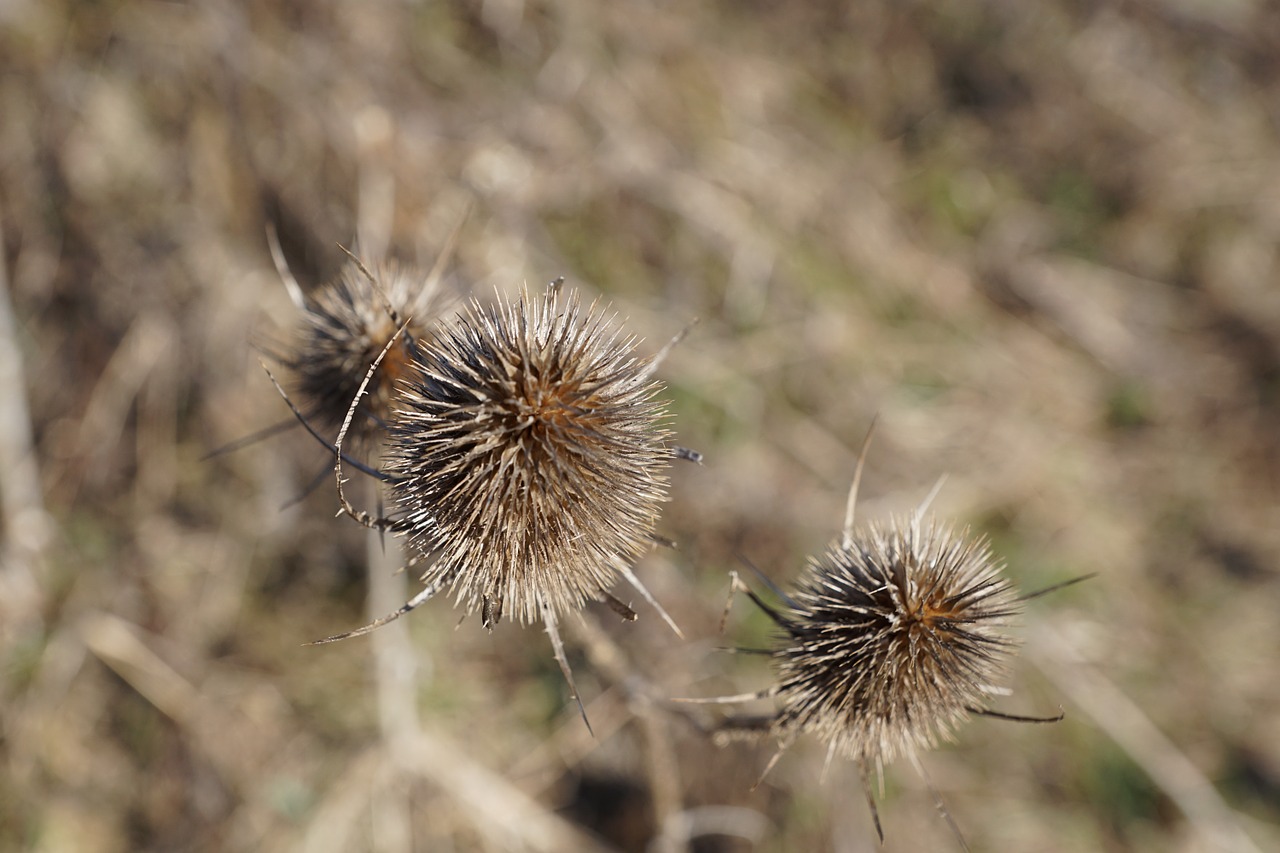 plant nature flower free photo