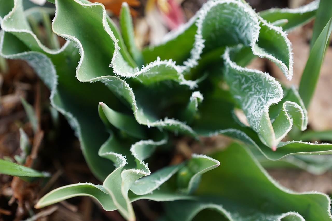 plant green iced free photo