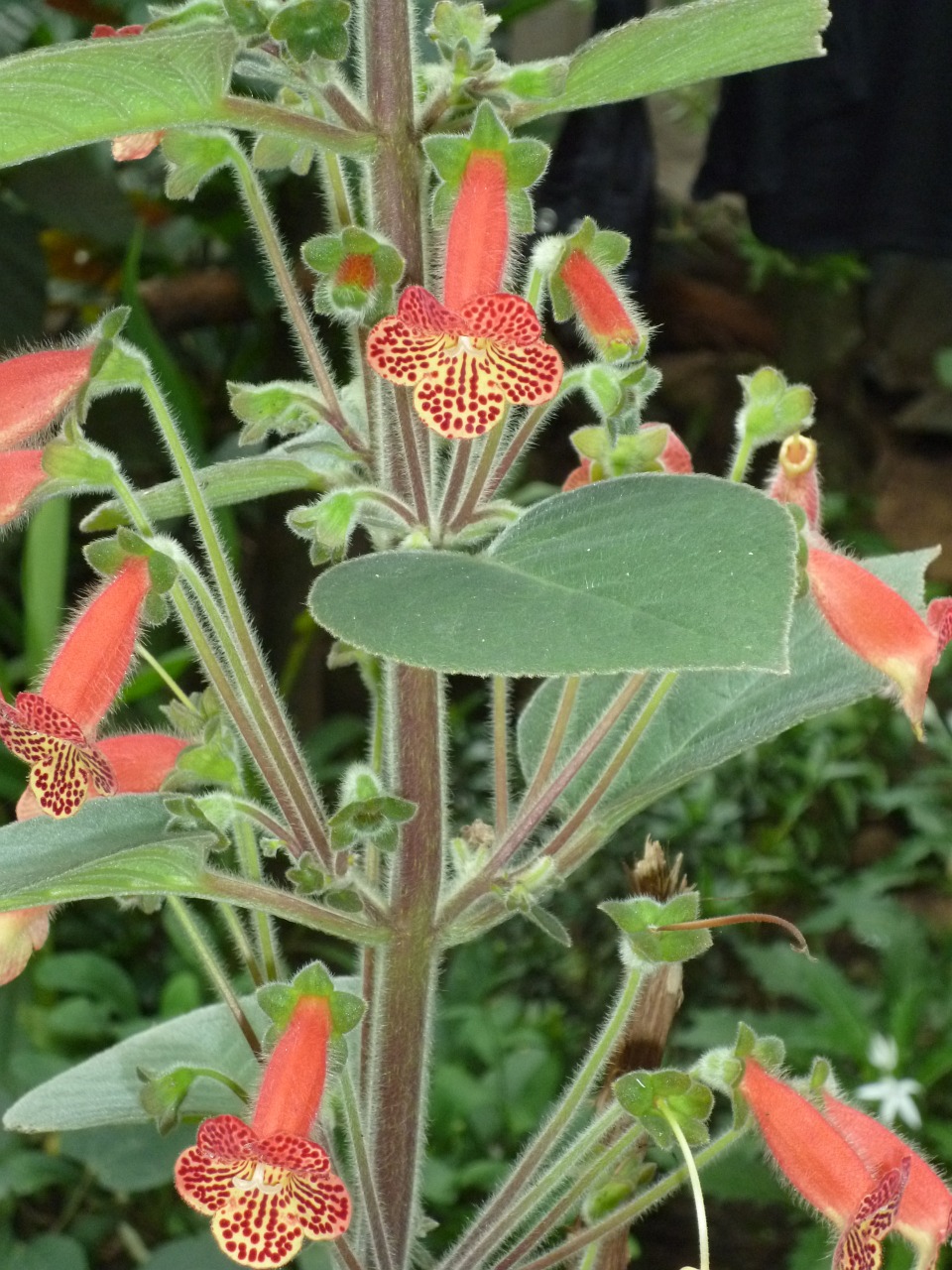 plant flowers red free photo