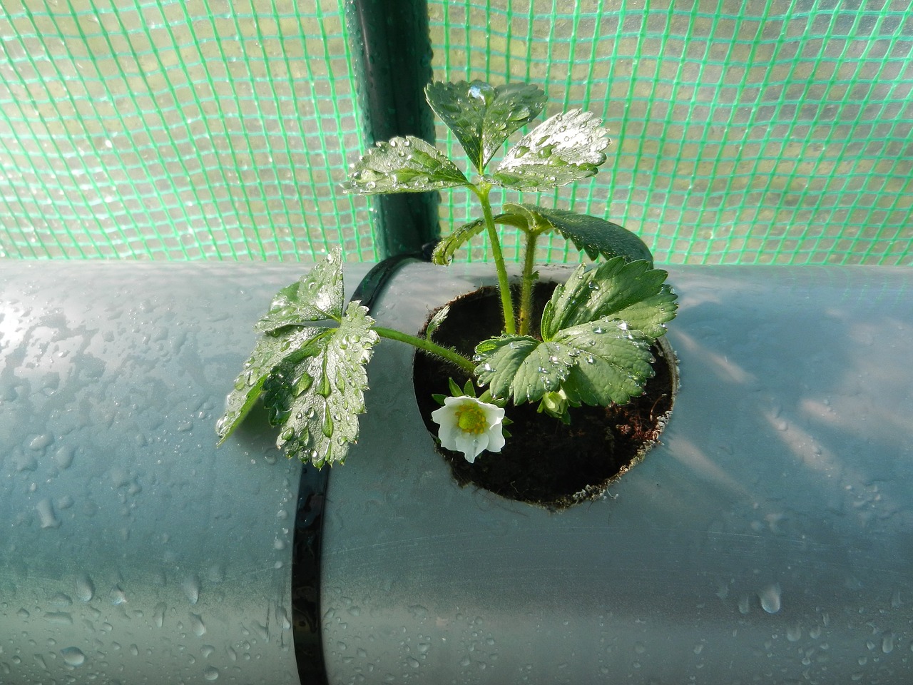 plant strawberry fruit free photo