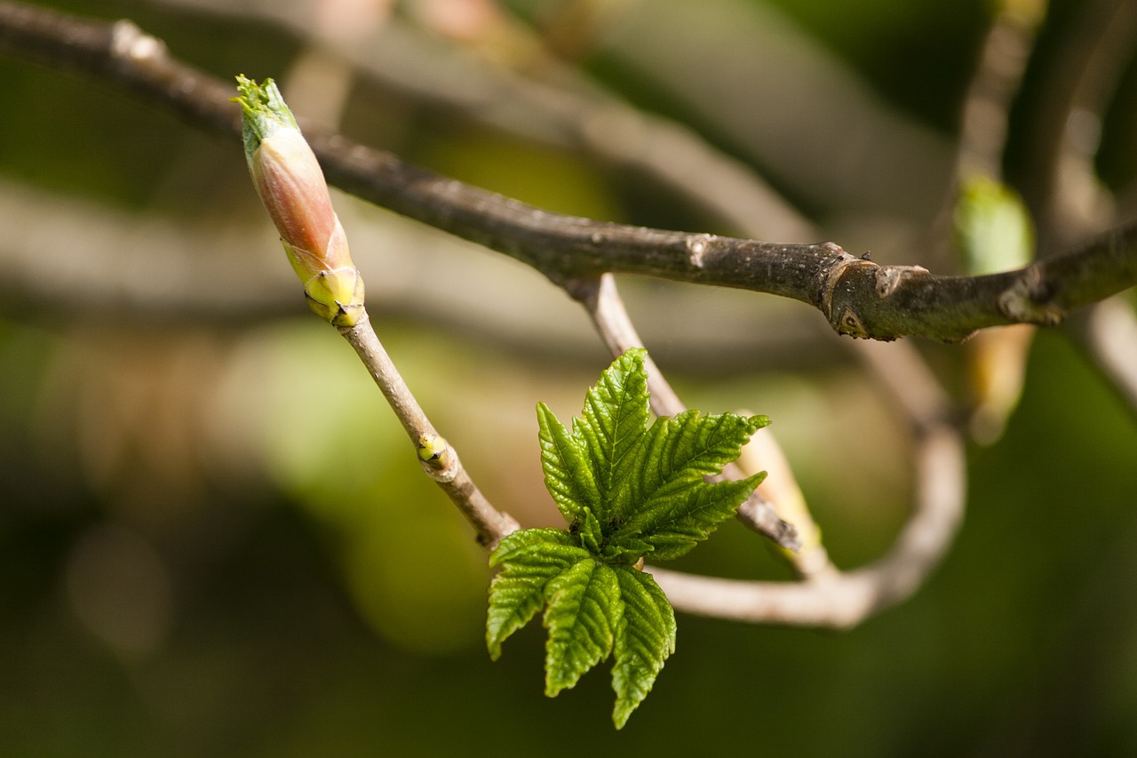 plant branch young leaves free photo