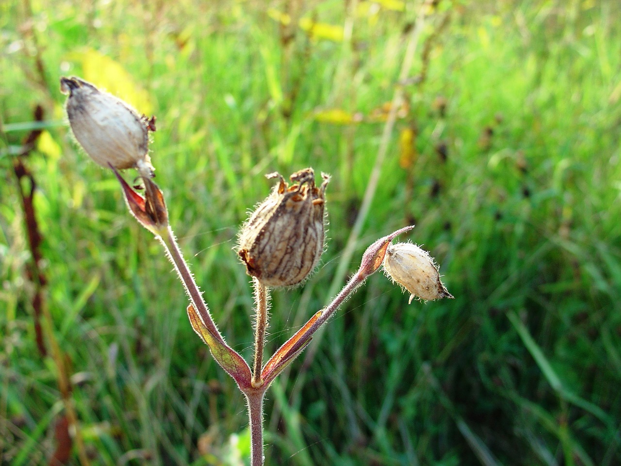 plant grass nature free photo