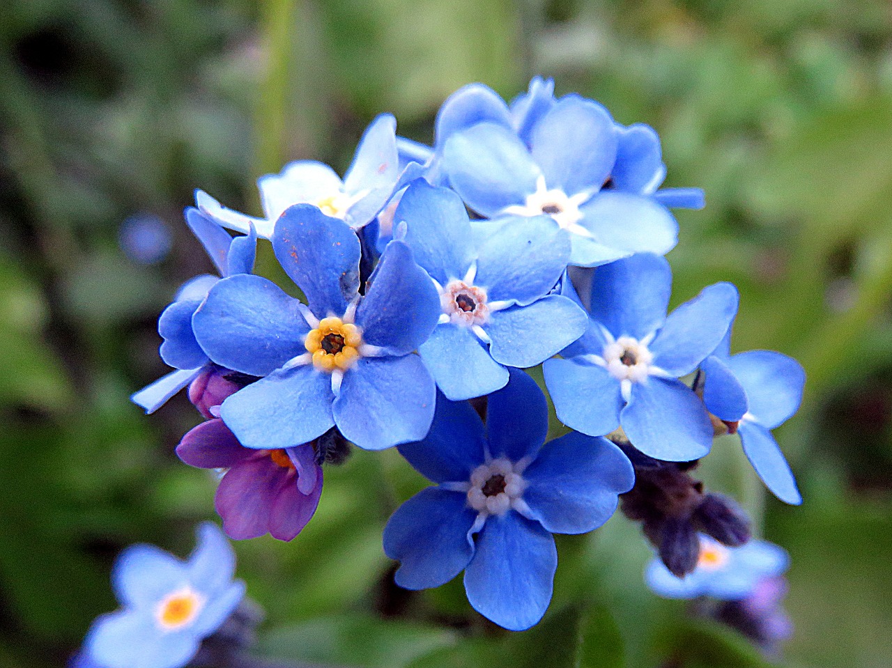 plant flower blue free photo