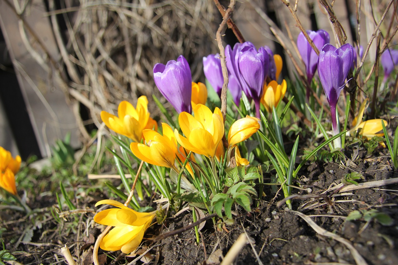 plant crocus garden free photo