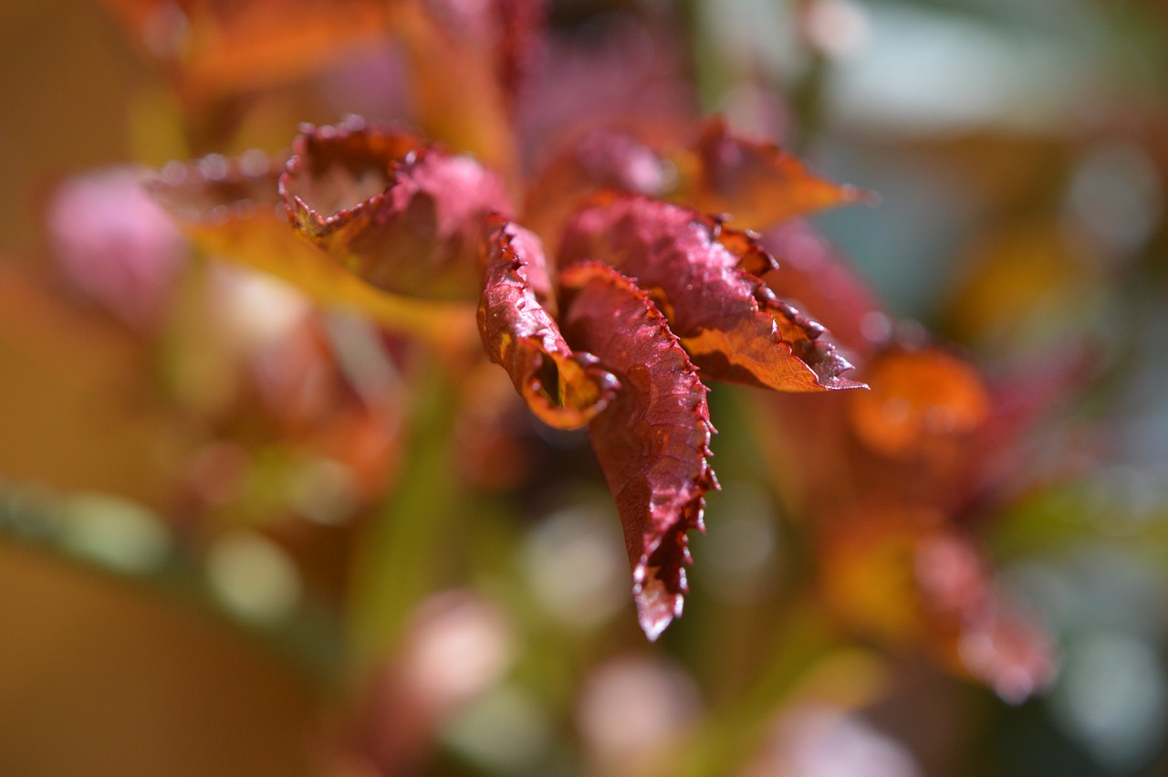 plant rose leaves free photo