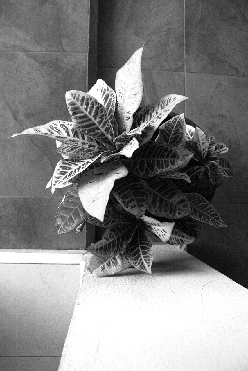 plant white black free photo