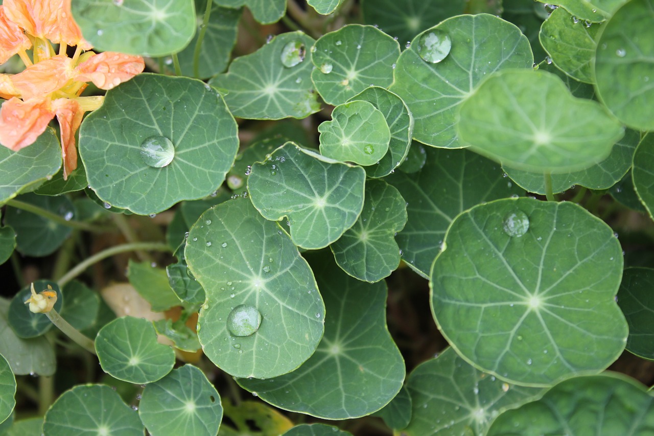 plant lotus leaf dew free photo