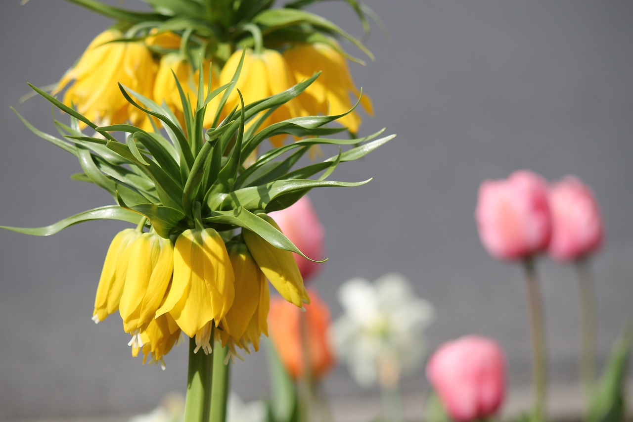 plant exotic yellow free photo