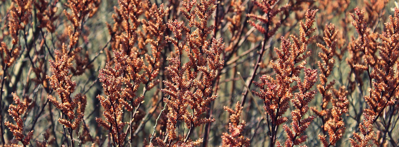 plant herb brown free photo