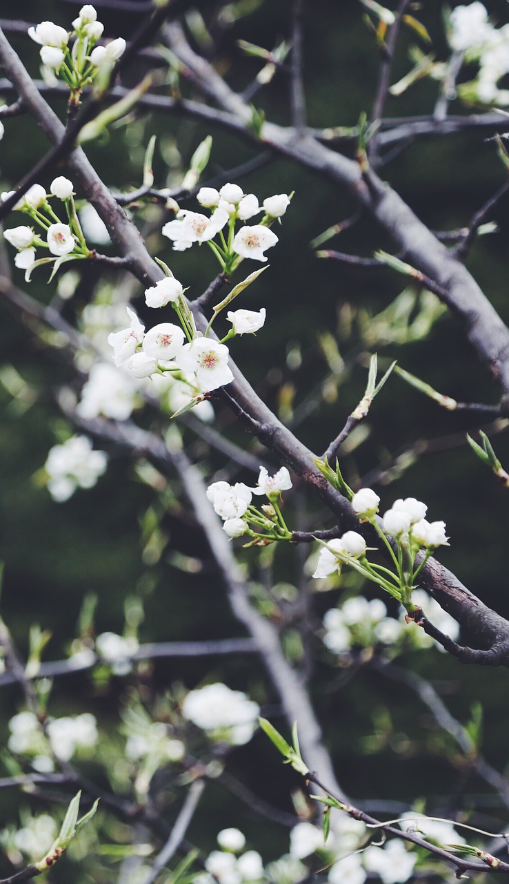 plant tree spring free photo