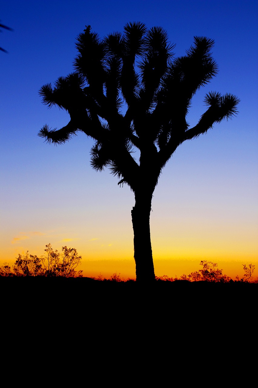 plant tree nature free photo