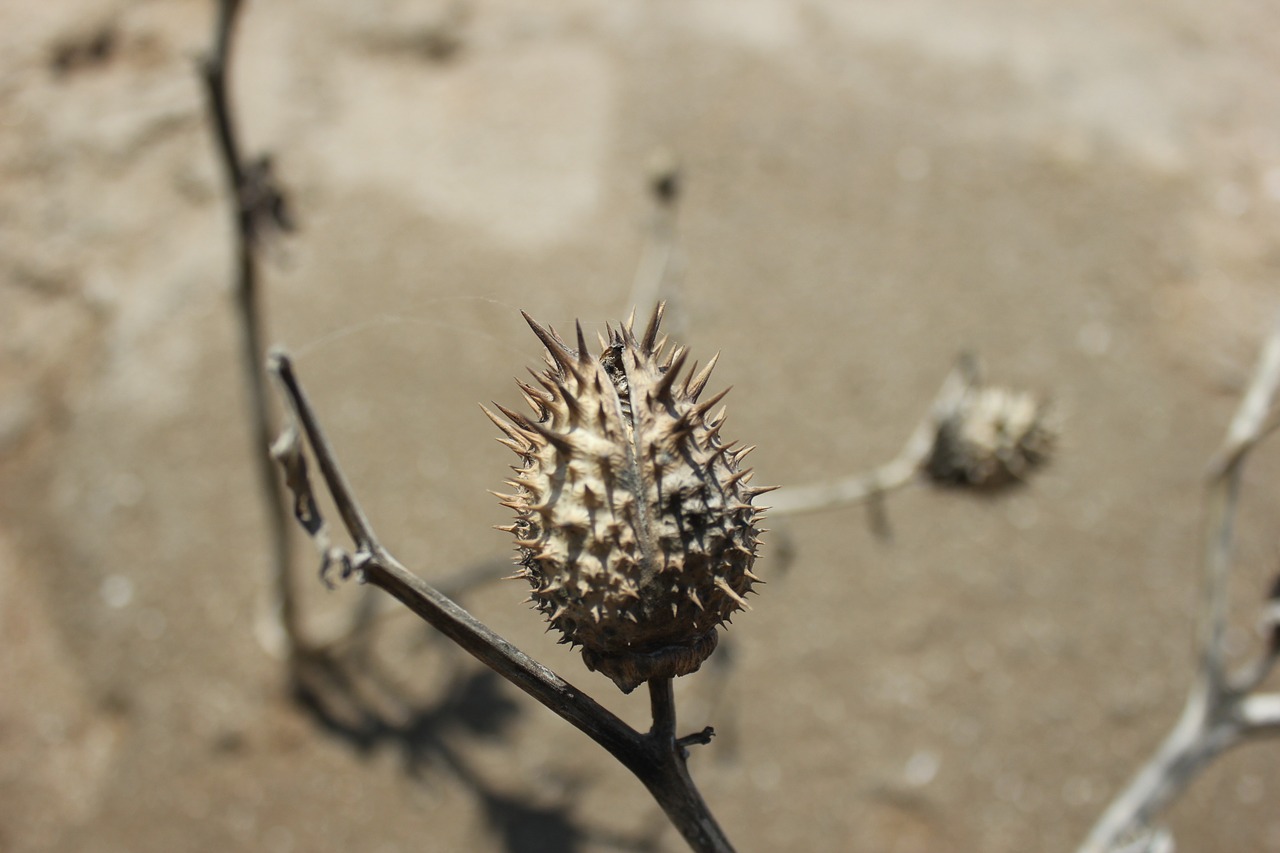 plant thorn shriveled free photo