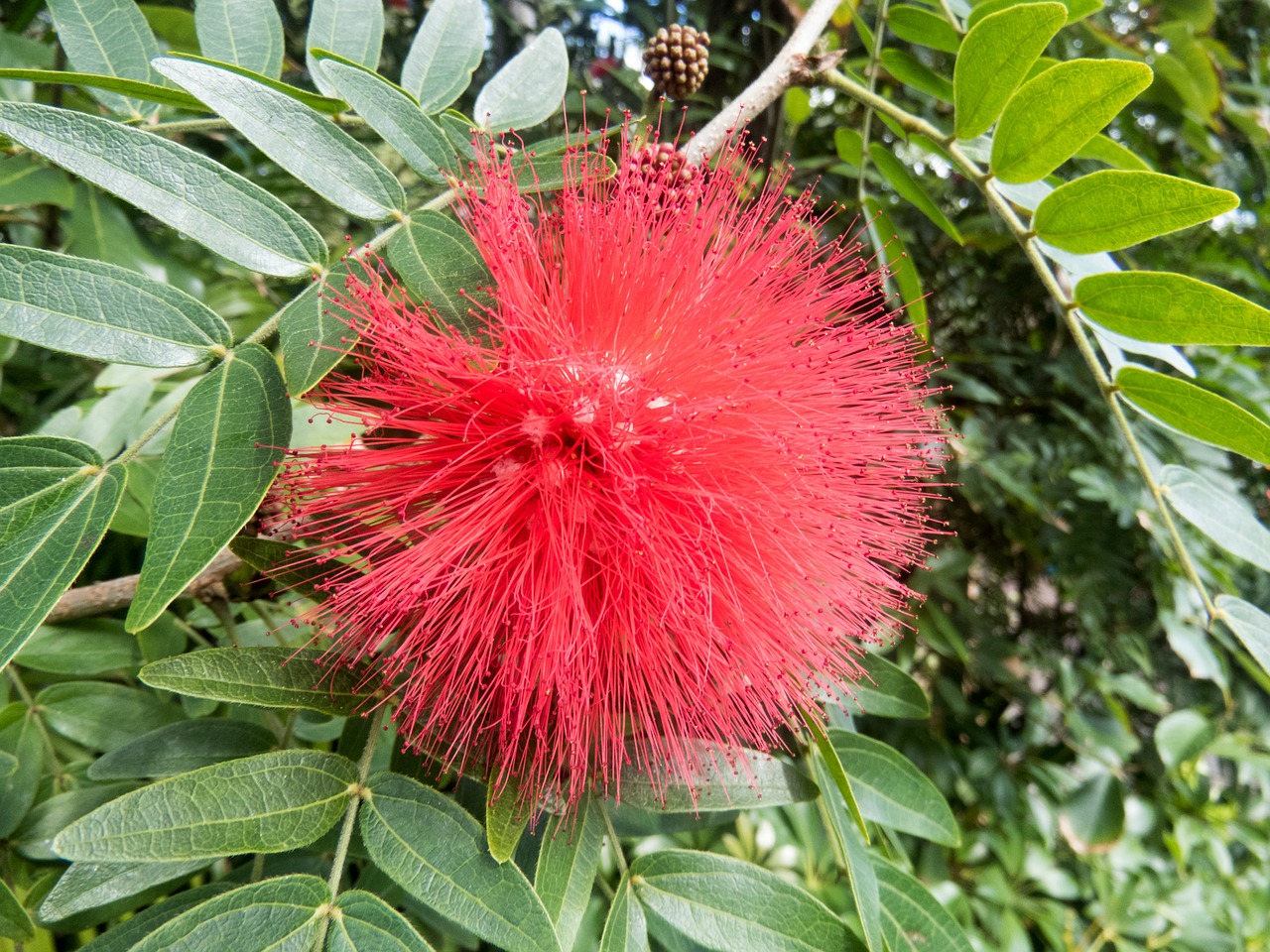 plant flower red free photo