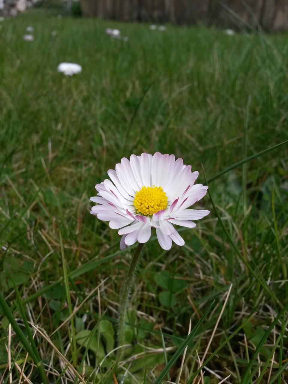 plant flower white free photo