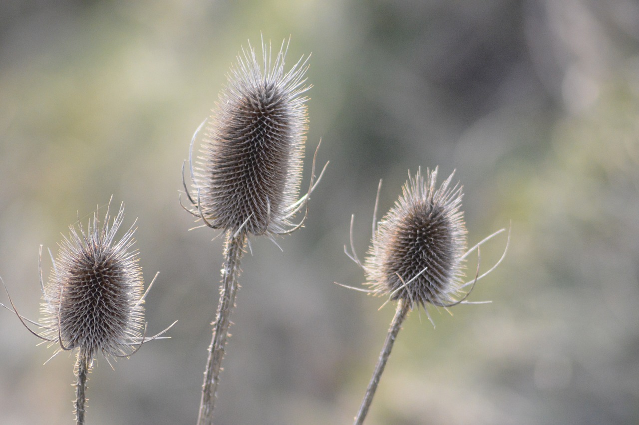 plant thistles wild plant free photo