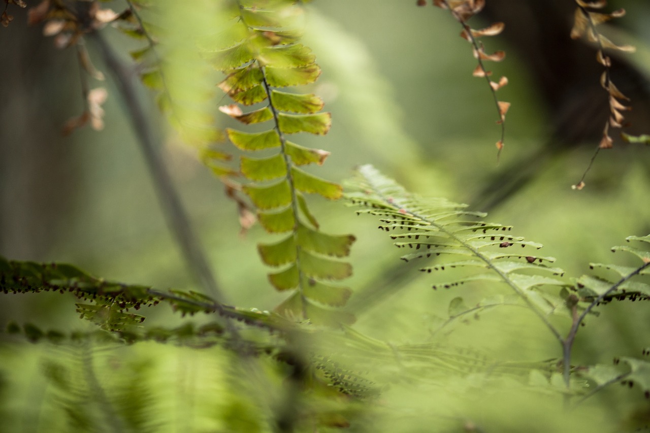 plant abstract blurred free photo