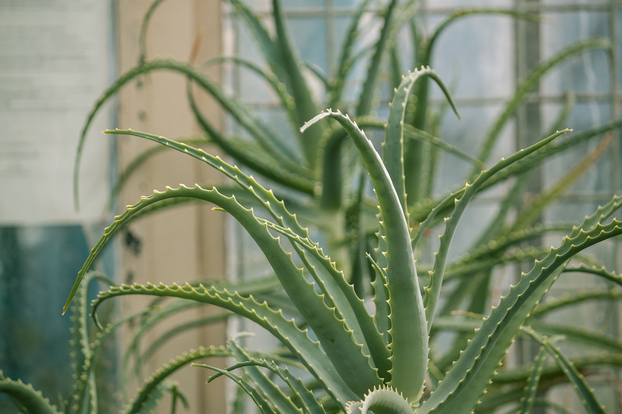 plant cactus succulent free photo