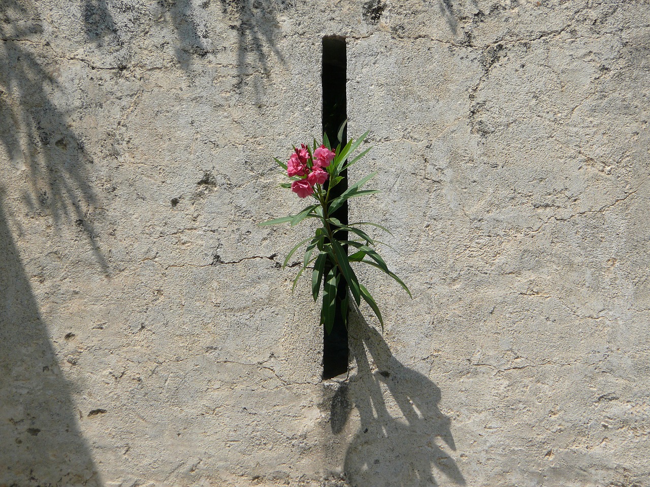 plant stone red free photo