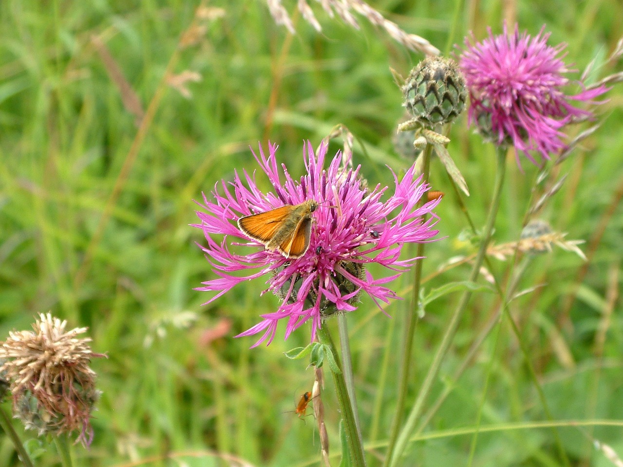 plant united kingdom countryside free photo