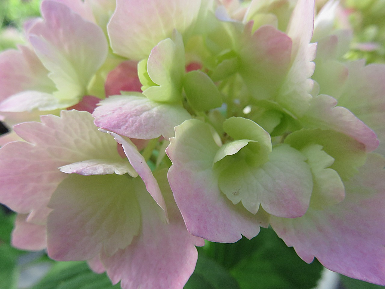 plant flower hydrangea free photo