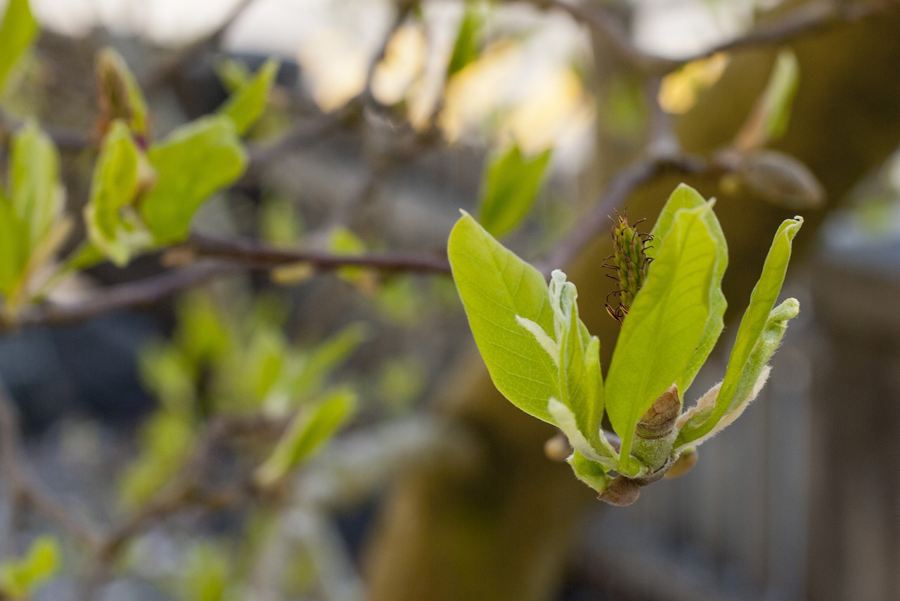 plant tree spring free photo