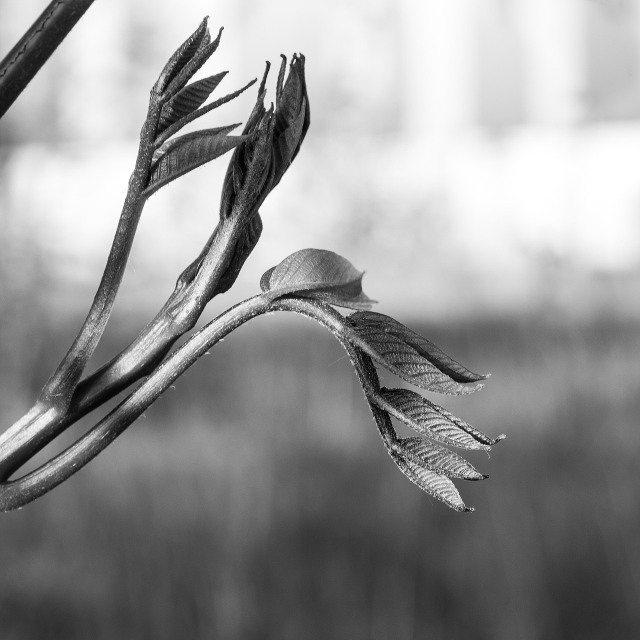 plant nature leaves free photo