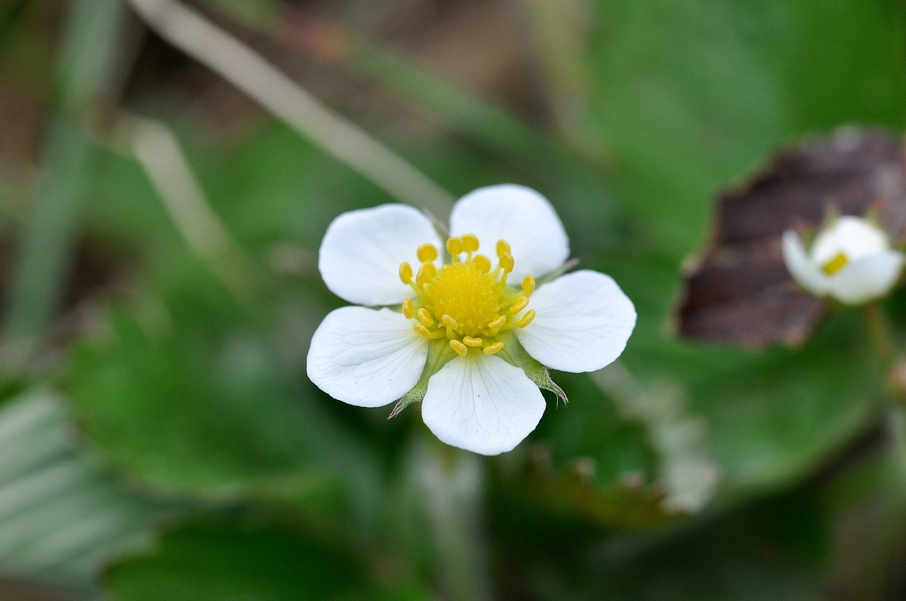 plant wood strawberry blossom free photo