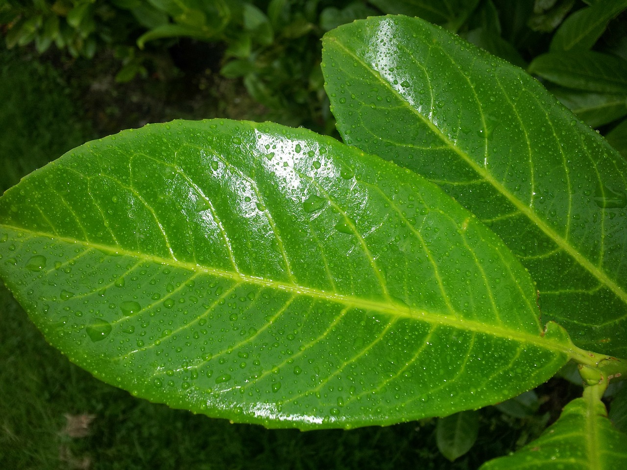 plant leaf leaves free photo