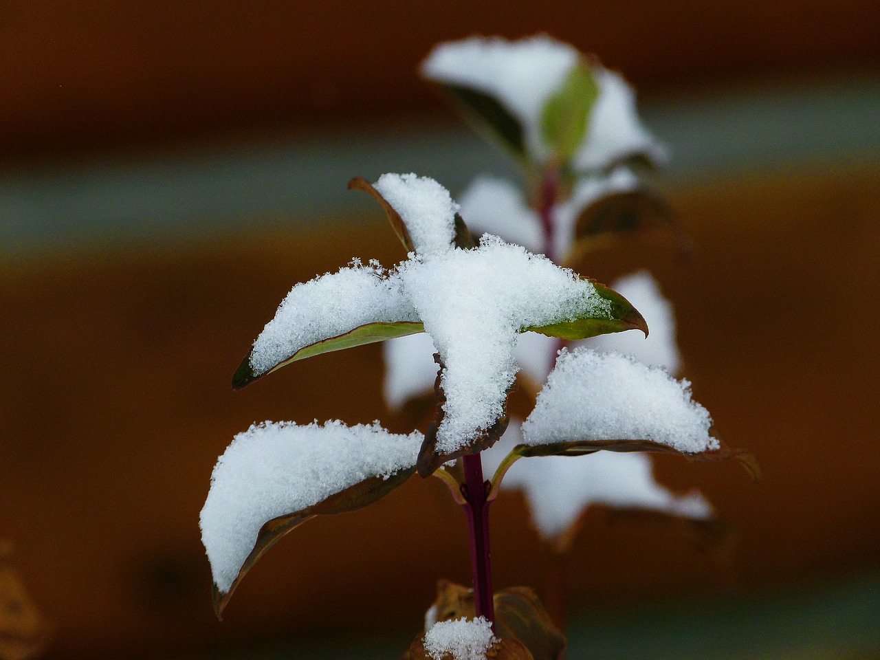 plant leaves snowy free photo