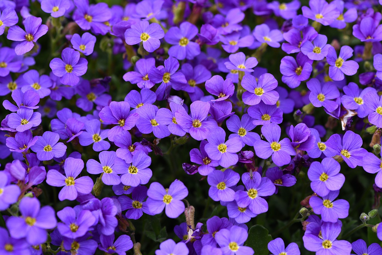 plant flowers blue free photo