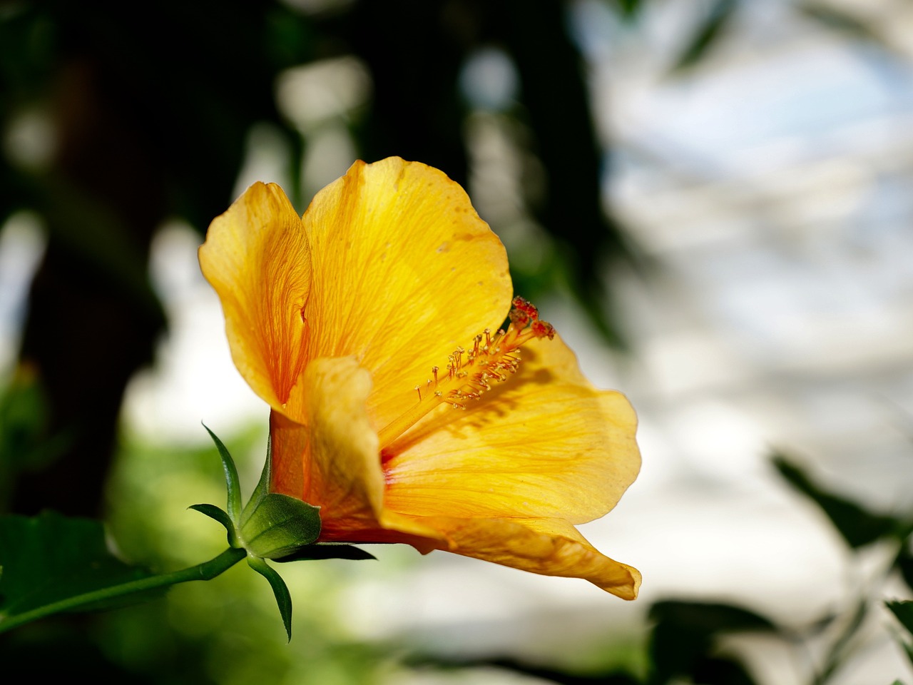 plant flowers blossom free photo