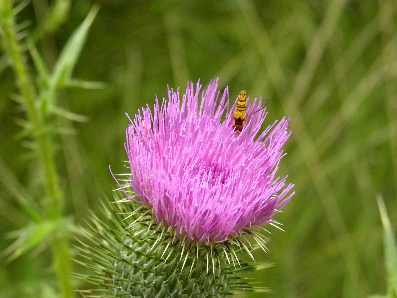 plant close-up nature free photo