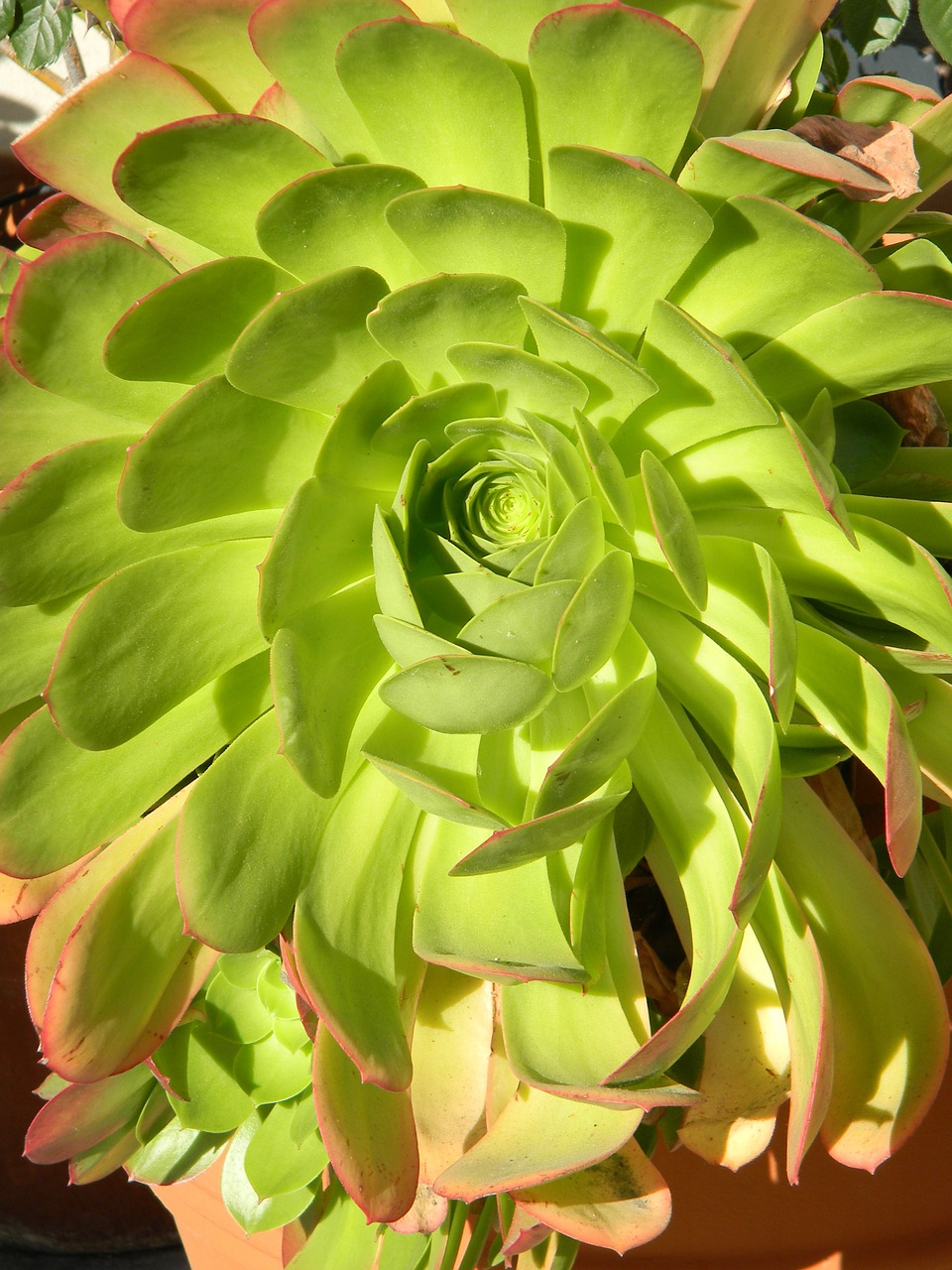 plant succulent natural free photo