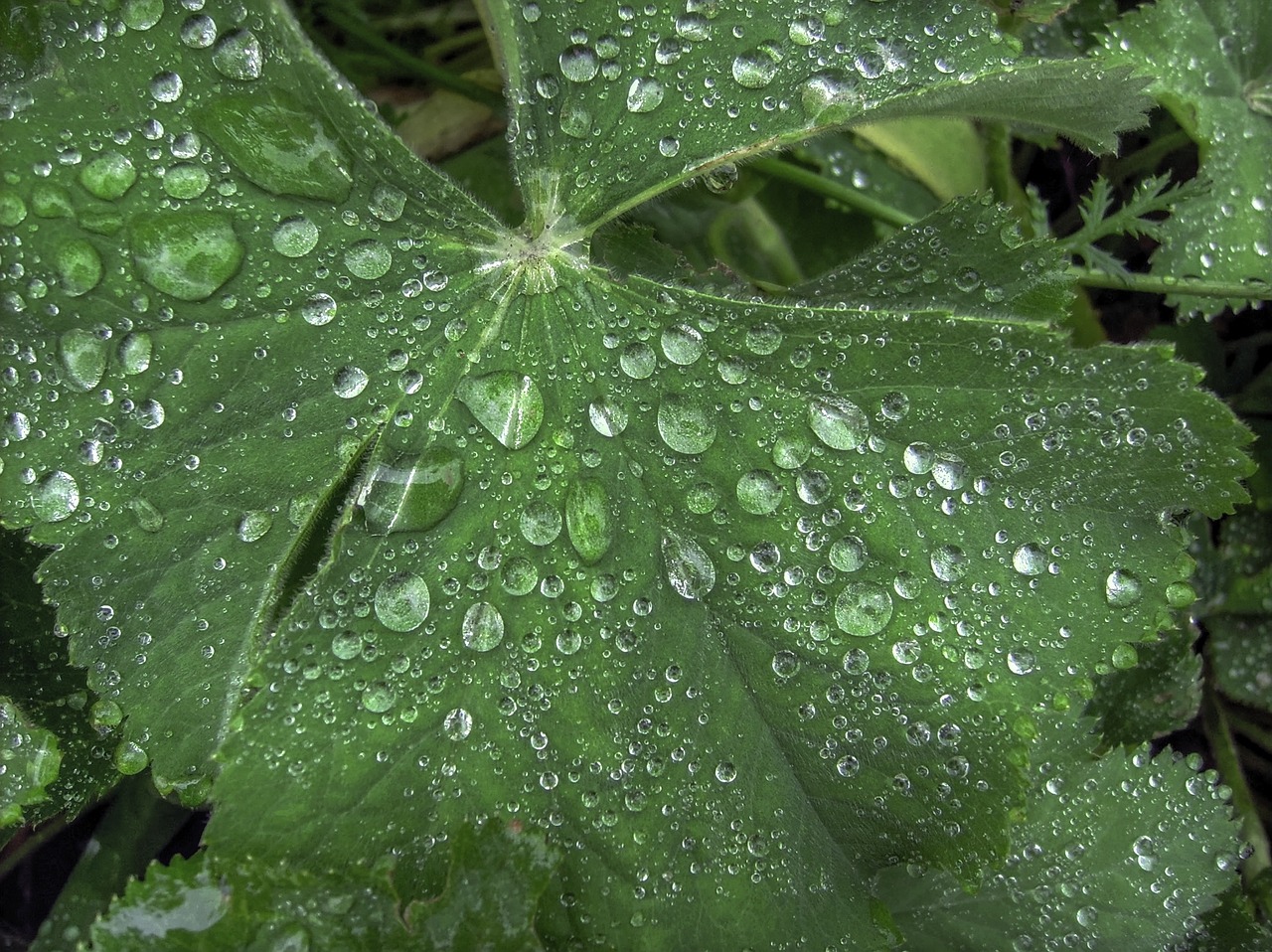 plant drop of water dew free photo