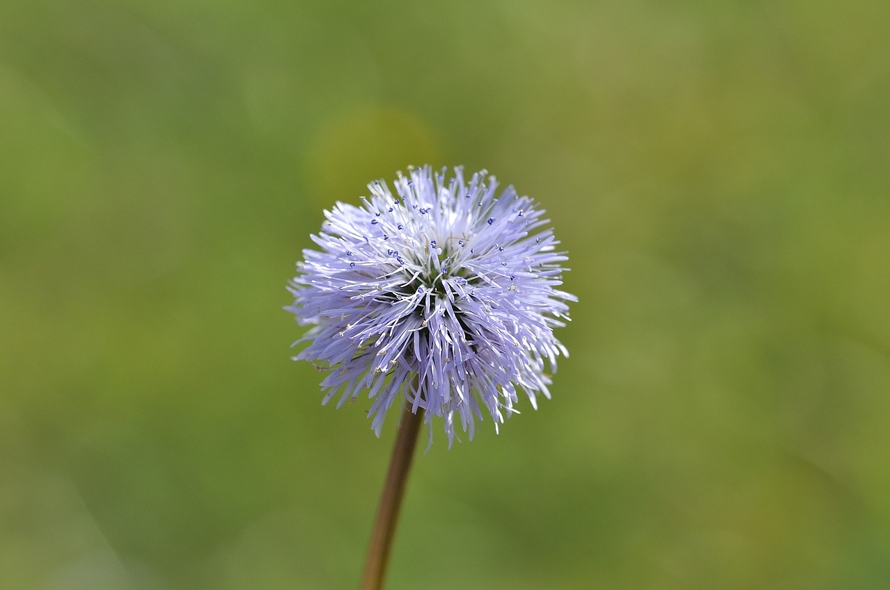 plant flower wild plant free photo