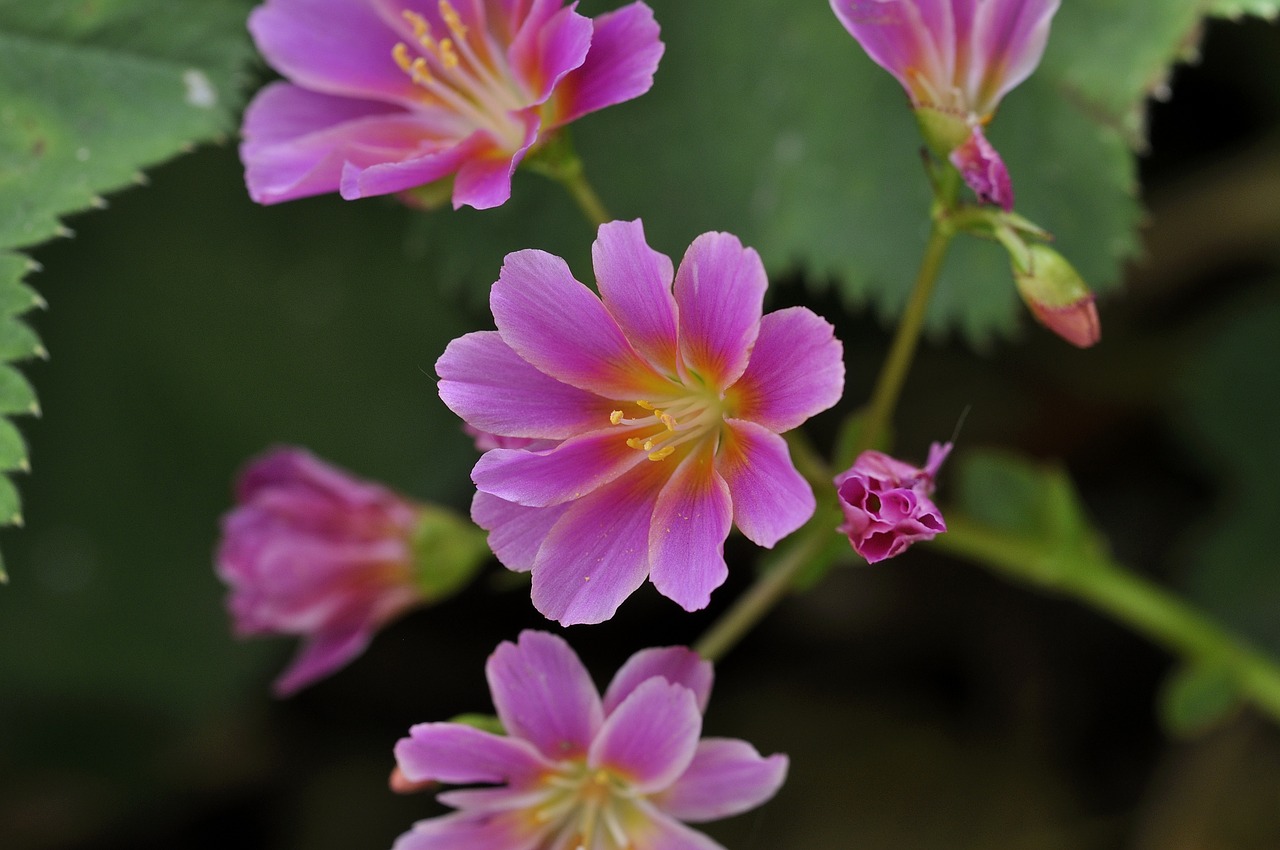 plant flower flowers free photo