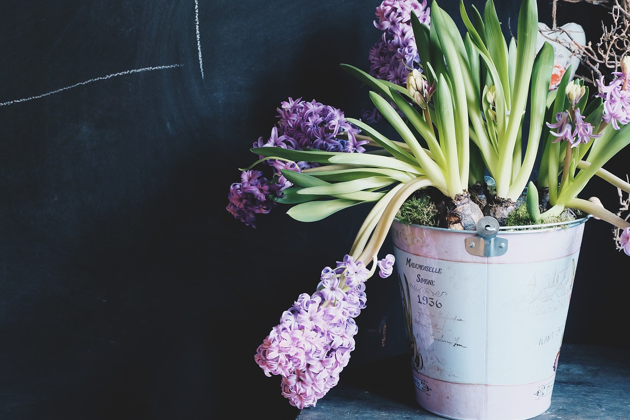 plant potted hydrangea free photo