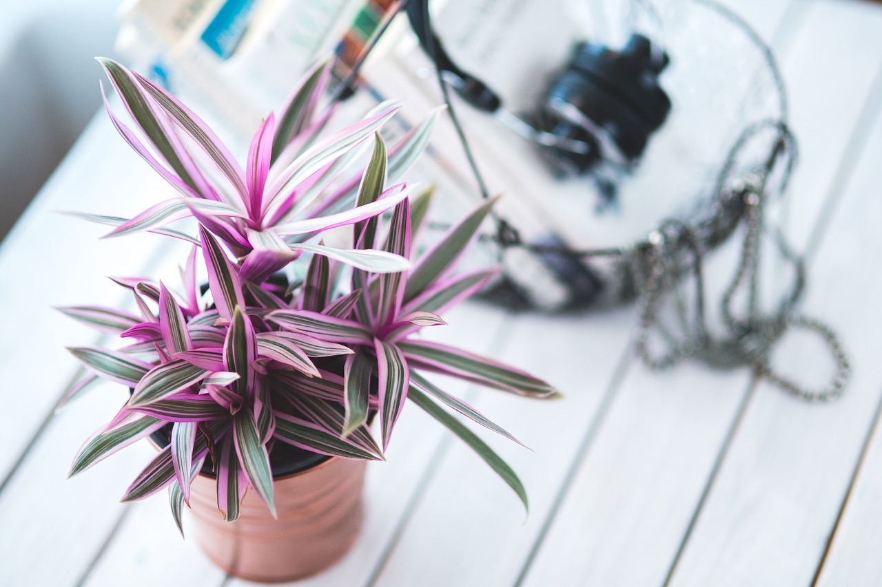 plant houseplants indoor free photo