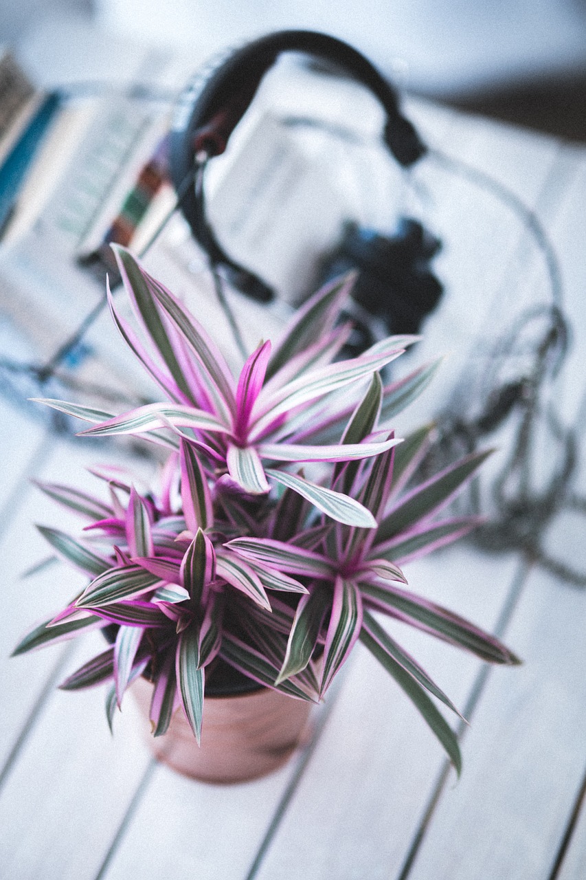 plant houseplants indoor free photo