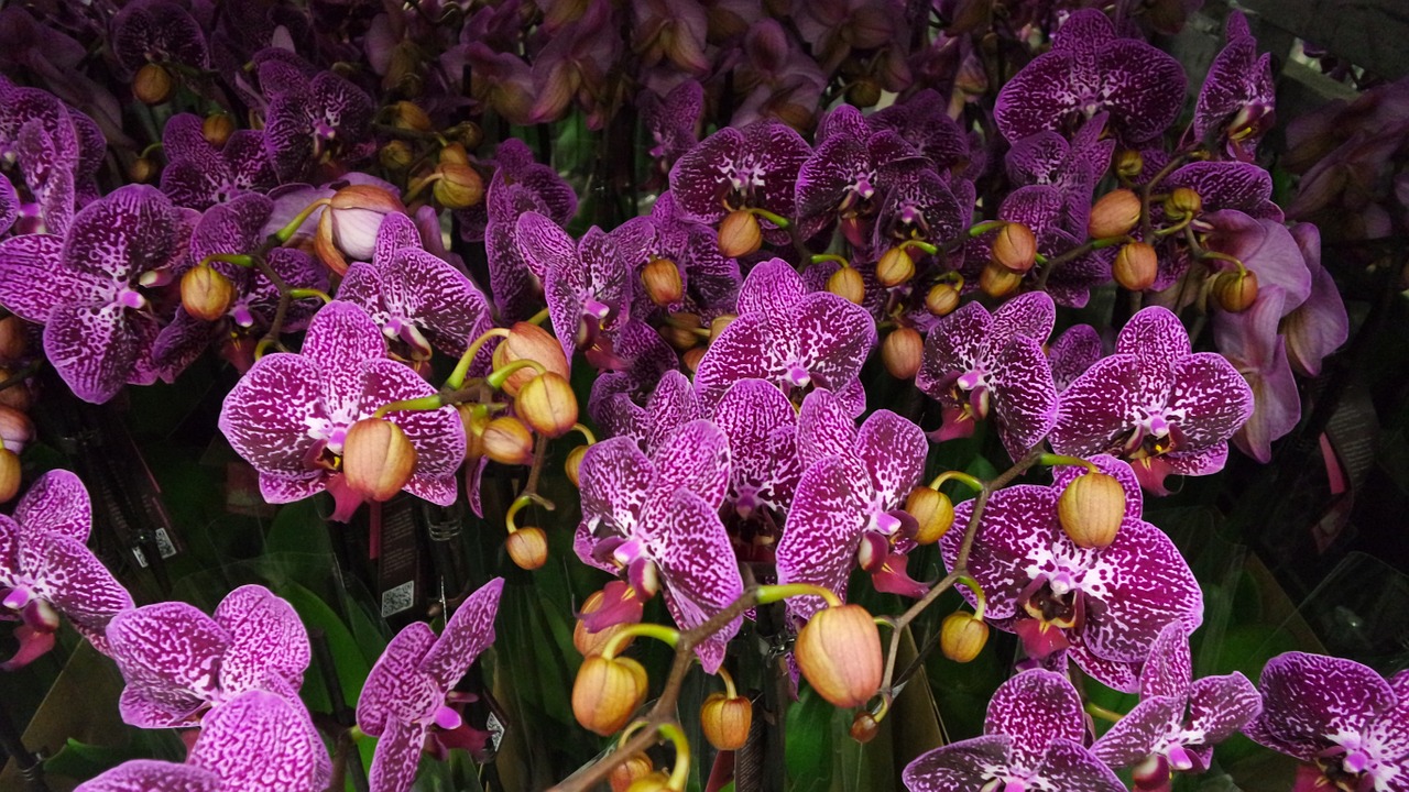 plant purple phalaenopsis orchid free photo