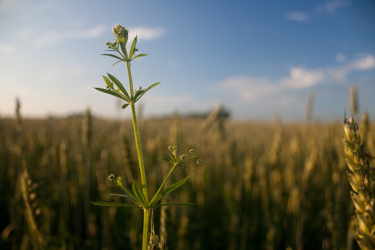 plant outdoors nature free photo