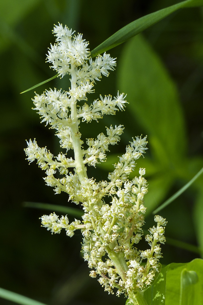 plant blooming forest free photo