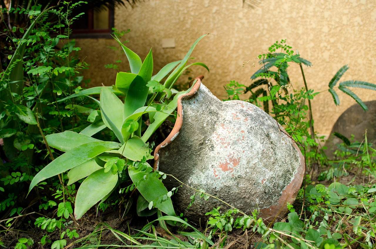 plant flowerpot garden free photo