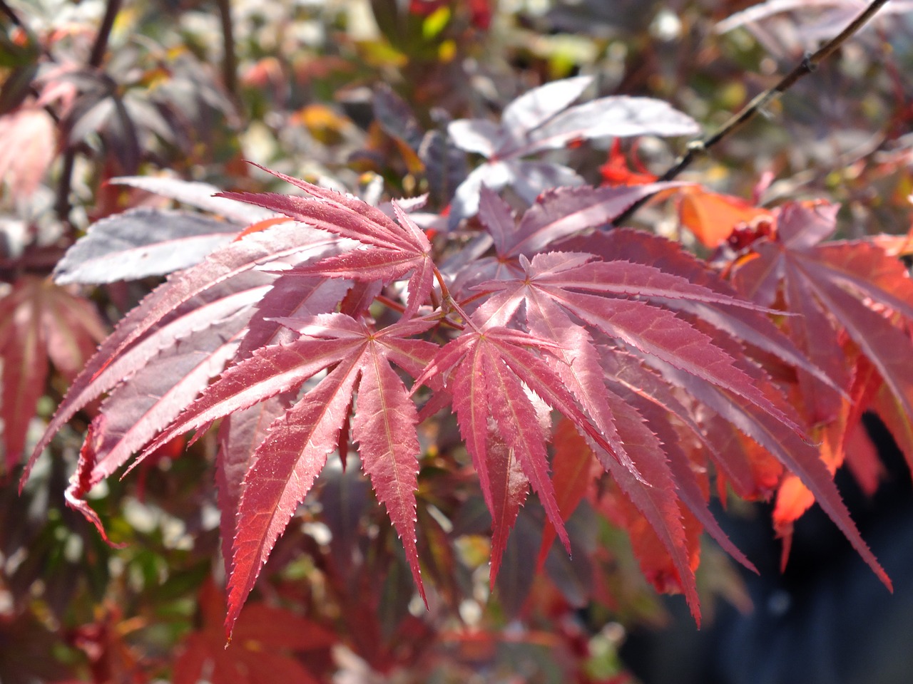 plant purple leaf autumn free photo