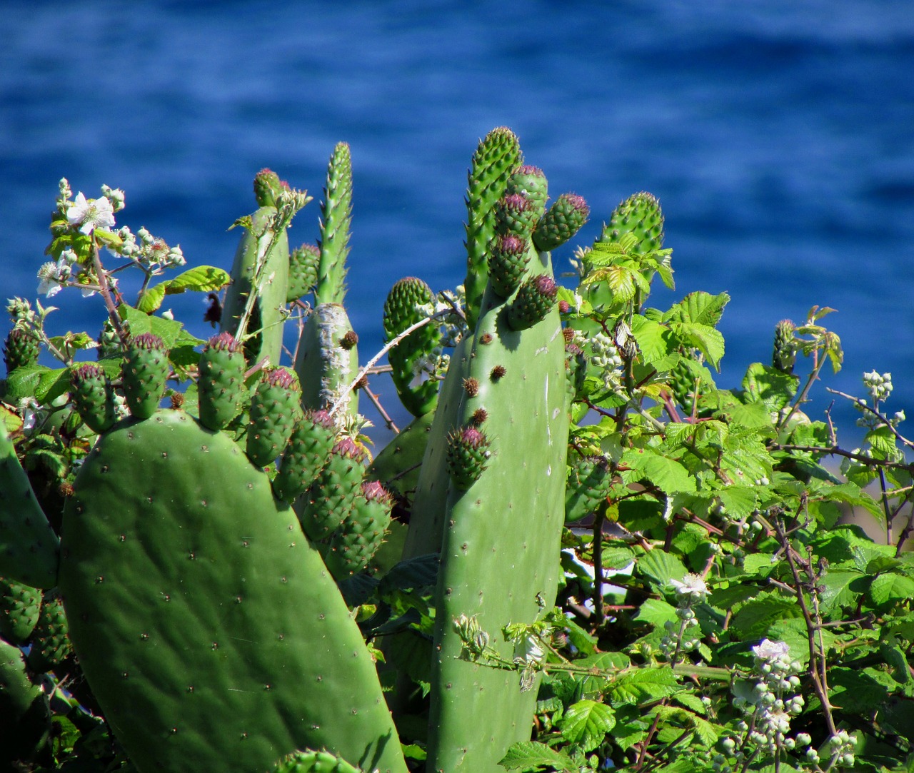 plant sea cactus free photo