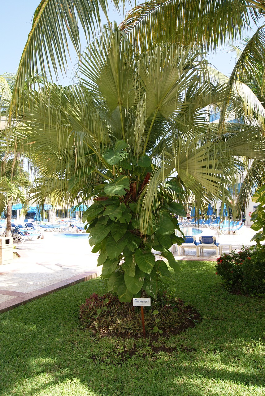 plant palm tree green free photo