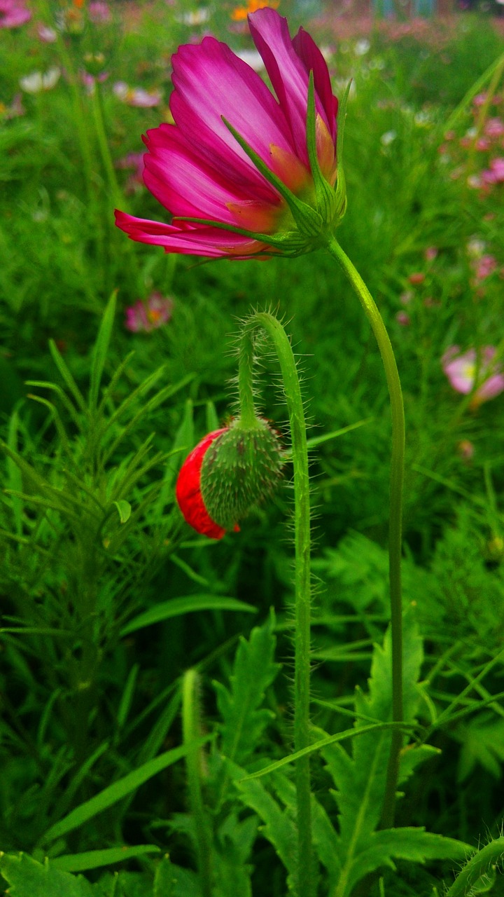 plant flower views free photo