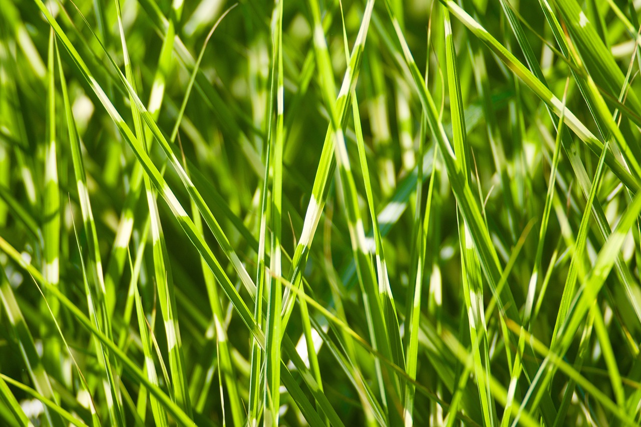 plant grass tiger grass free photo